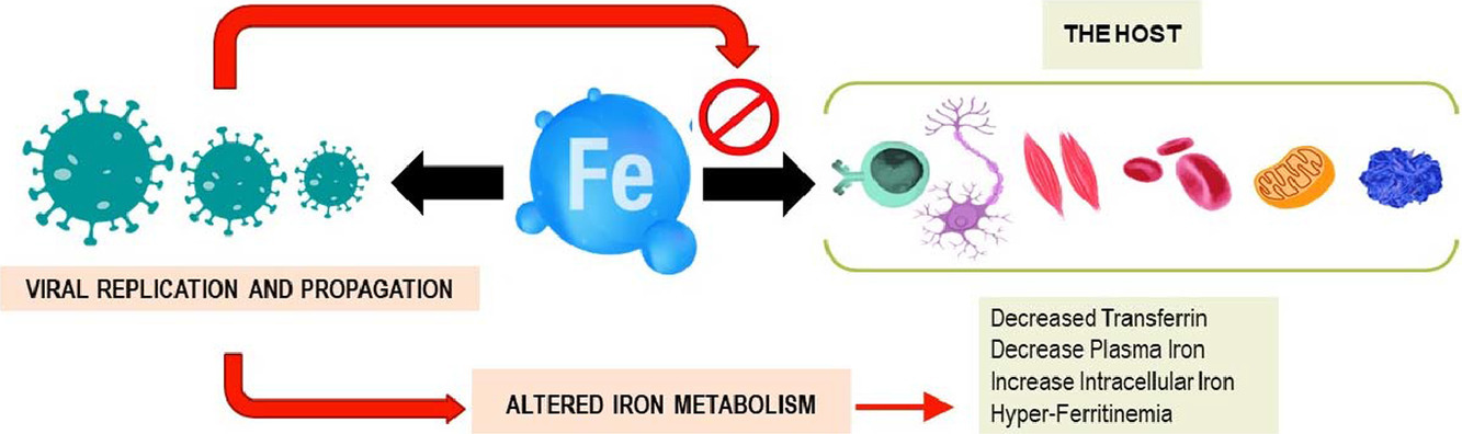 Interplay of host iron metabolism and viral intrusion: who will win the iron war?
