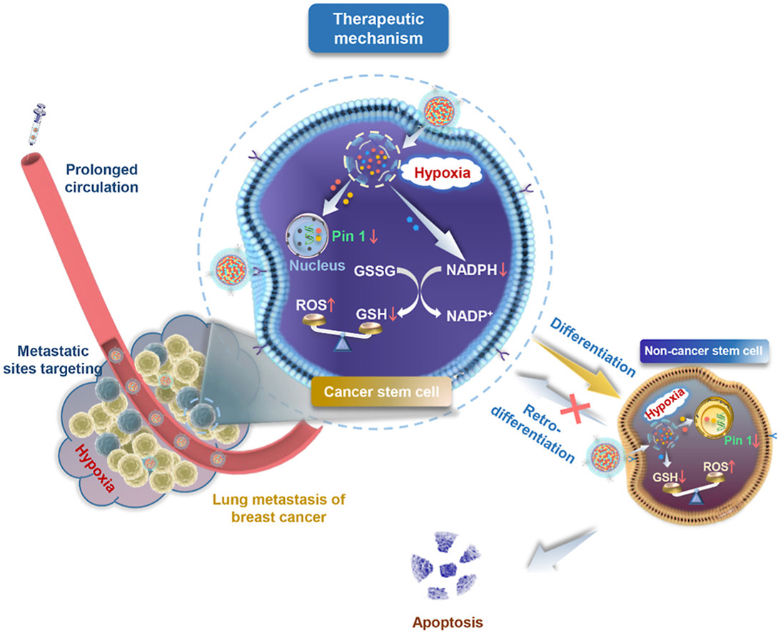 A Neutrophil-Biomimic Platform that Eradicates Metastatic Breast Cancer Stem-like Cells by Redox Modulation