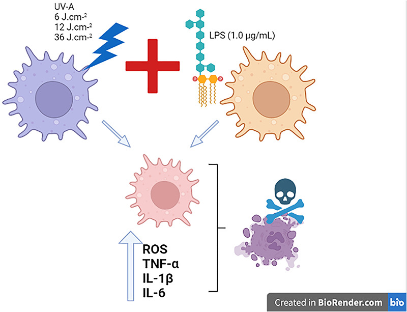 Effect of UV-A Exposure on Macrophages Previously Challenged with LPS in Terms of Oxidative Distress