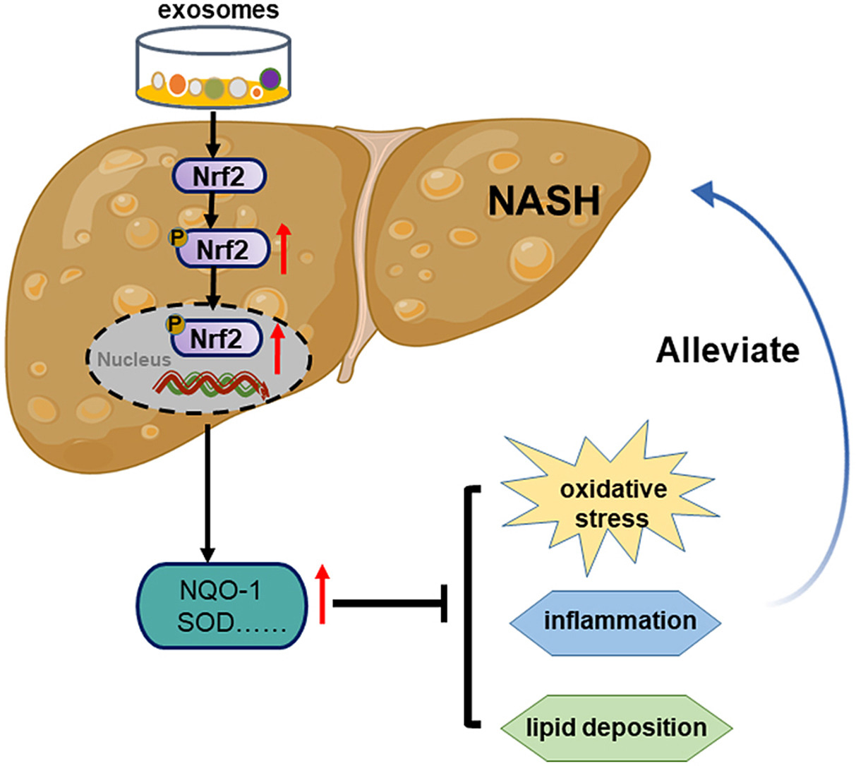 Exosomes derived from human umbilical cord mesenchymal stem cells ameliorate experimental non-alcoholic steatohepatitis via Nrf2NQO-1 pathway