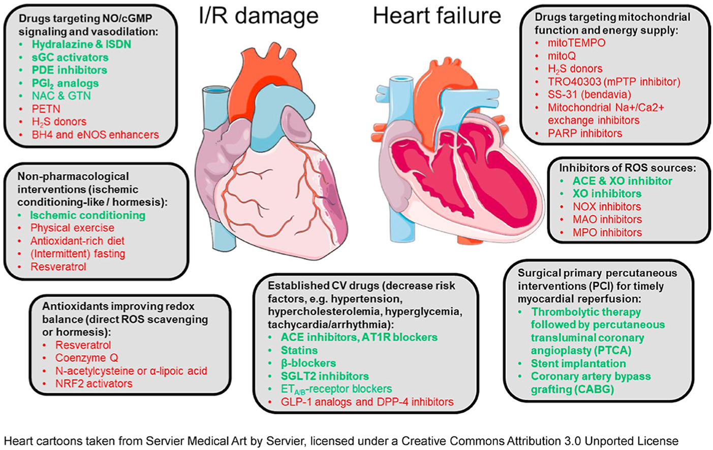 Heart-Antioxidants