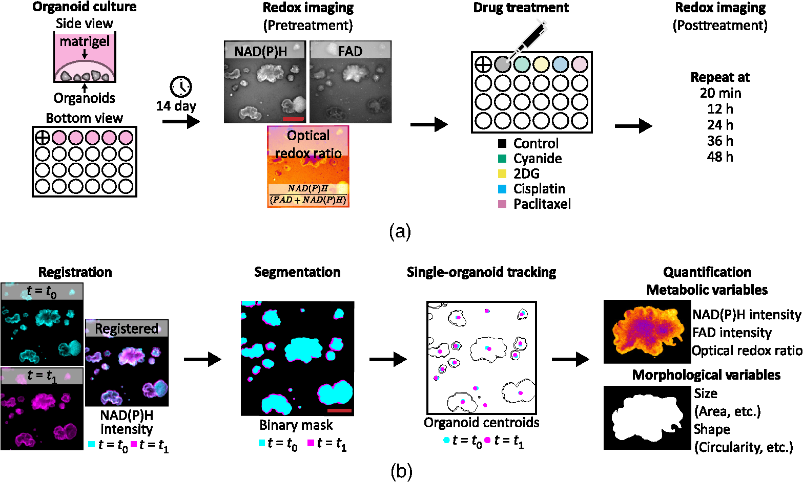 Redox Imaging A Promising Method for Monitoring Cancer Treatment Response