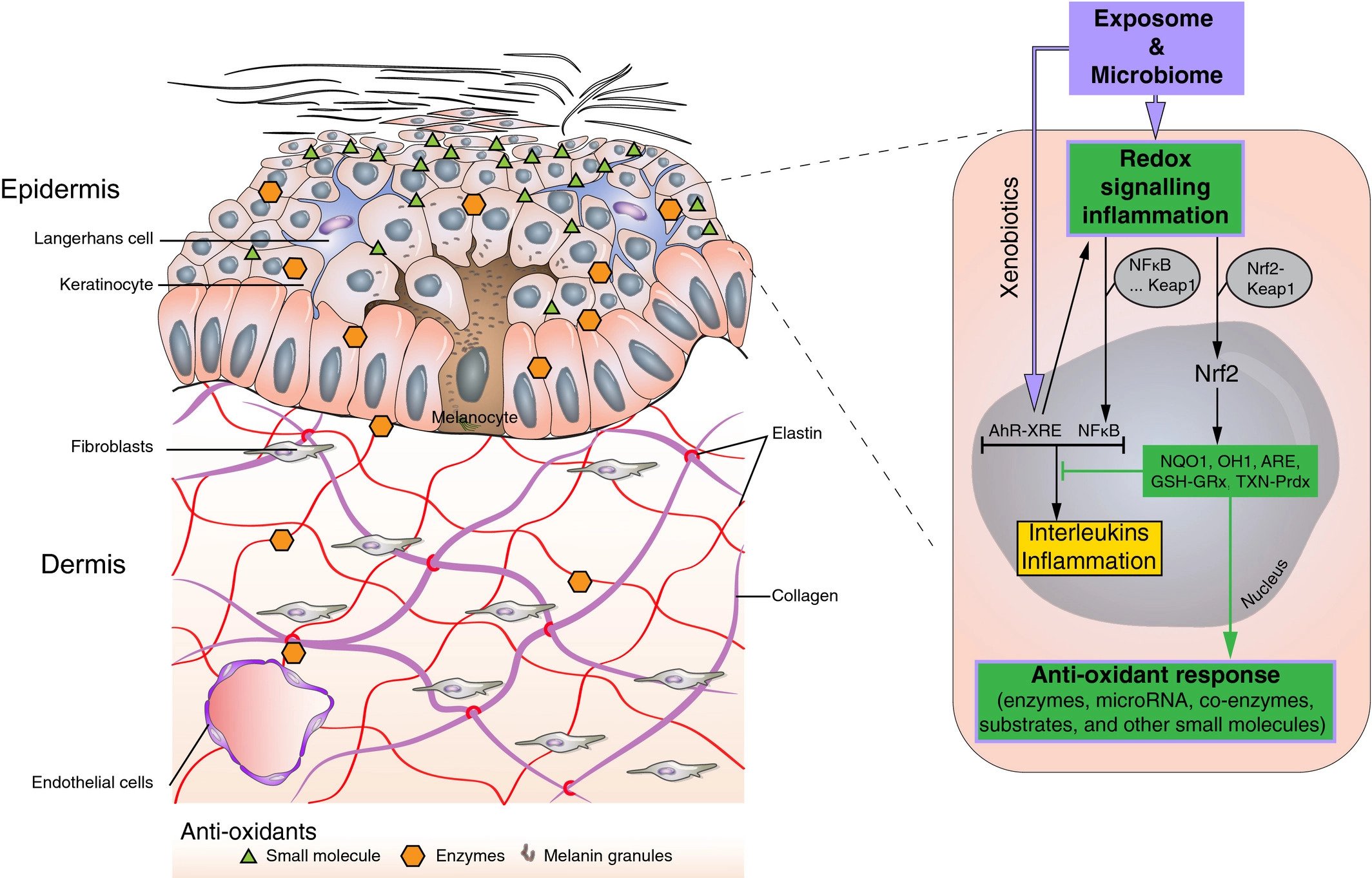 The Skin Redoxome