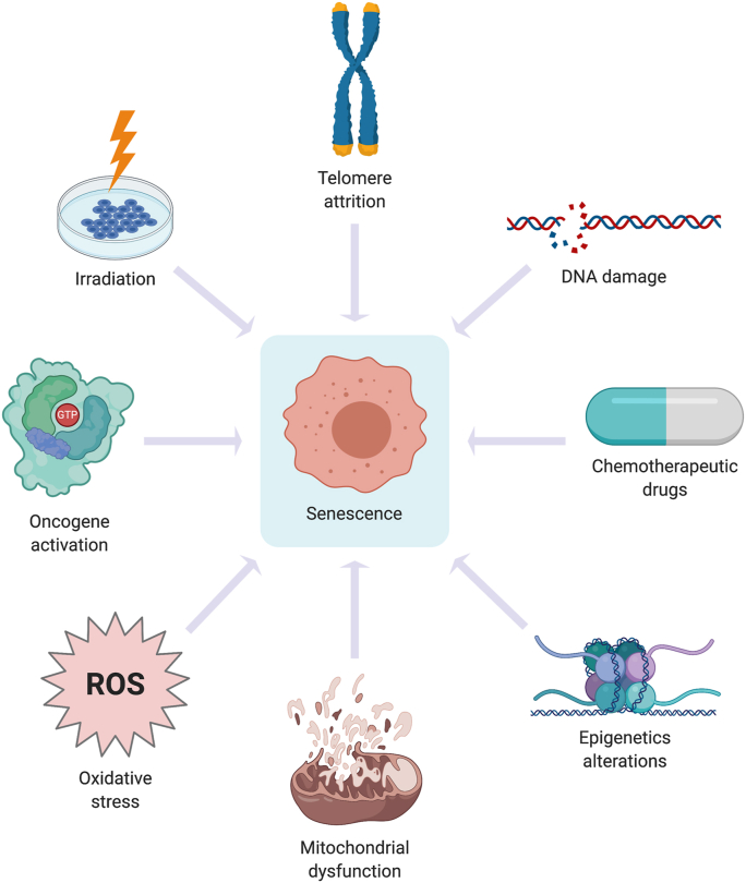 Triggers of senescence