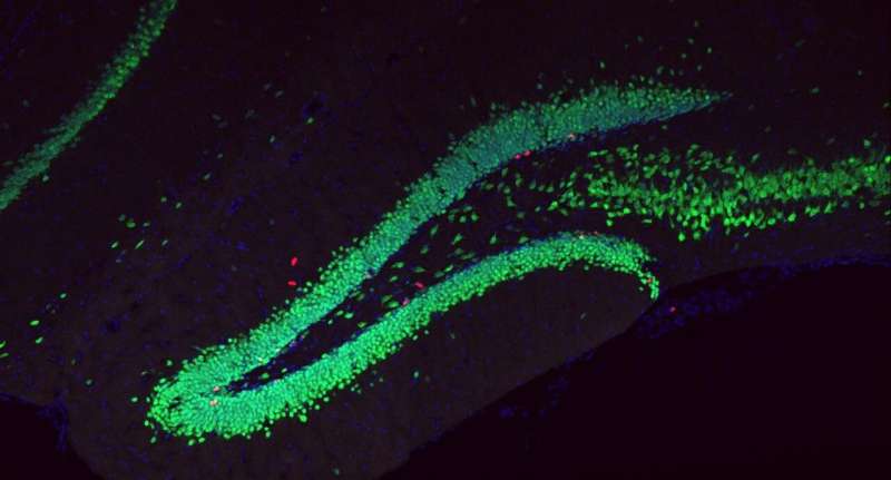 The Antidepressant Potential of Lactate