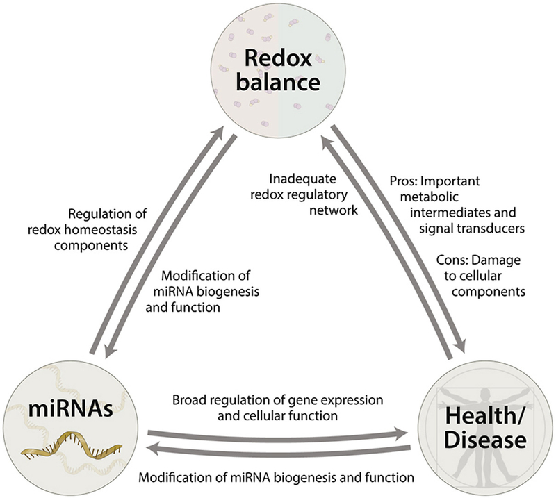 mirna-redox