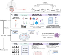 Study reveals potential target for precision colorectal cancer treatment