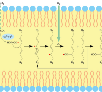 Embedding iron oxide into liposome bilayer to trigger ferroptosis