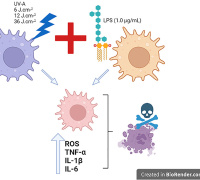 Effect of UV-A Exposure on Macrophages Previously Challenged with LPS in Terms of Oxidative Distress