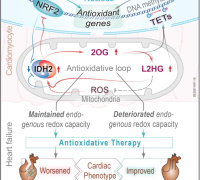 Epigenetic modulators link mitochondrial redox homeostasis to cardiac function