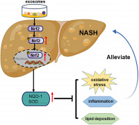 Human Umbilical Cord Mesenchymal Stem Cells Exosomes Ameliorate Experimental Non-Alcoholic Steatohepatitis via Nrf2/NQO-1 Pathway