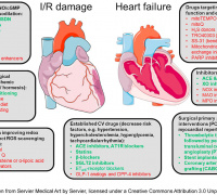New Redox Targets in Cardioprotection