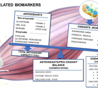 The Redox Biology of Exercise: Redox-related Biomarkers