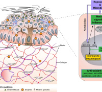 The Skin Redoxome