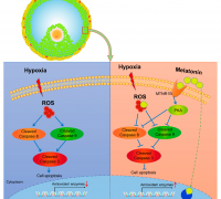 Melatonin Alleviates Hypoxia-Induced Apoptosis 