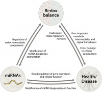 Extracellular miRNAs in Redox Signaling